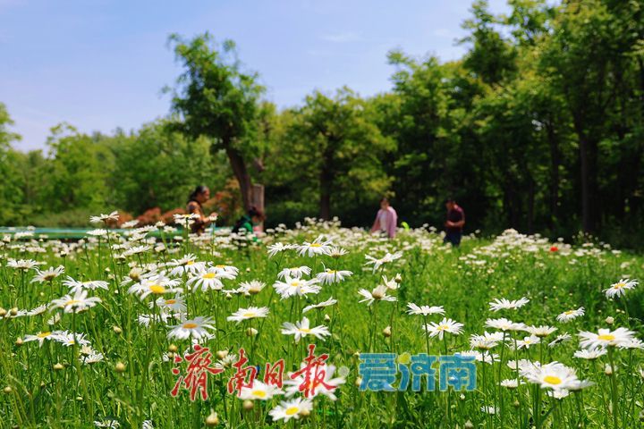 森林公园大滨菊盛放 市民定格美好瞬间