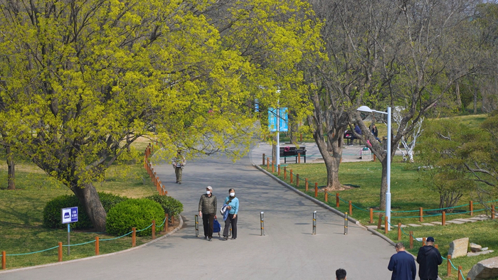 赏花、看柳、寻泉……提前预习济南的春天