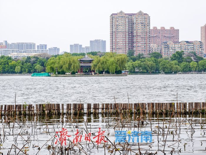 一年四季 泉在济南丨残荷新柳相映，大明湖春意正浓