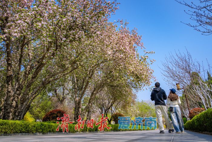 济南大明湖西府海棠盛放 古园春色醉游人