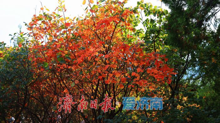 一年四季 泉在济南丨“平分秋色”胜景上线，济南蝎子山迎来“打卡热”！