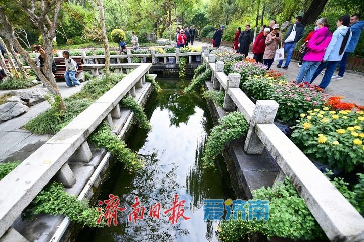 泉畔秋色菊香可待，济南市第47届趵突泉金秋菊展正式启幕