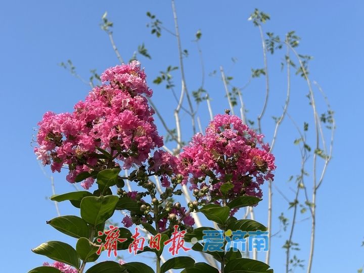 济南经十路紫薇盛放，一路繁花绘盛夏