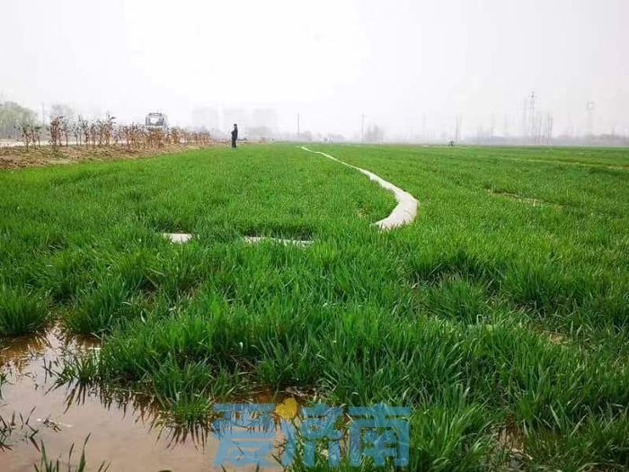 济南完成春灌面积约80万亩，累计农业引黄量0.473亿立方米