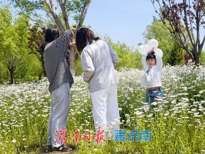 一年四季 泉在济南丨初夏限定！白泉大滨菊花海盛放引市民打卡