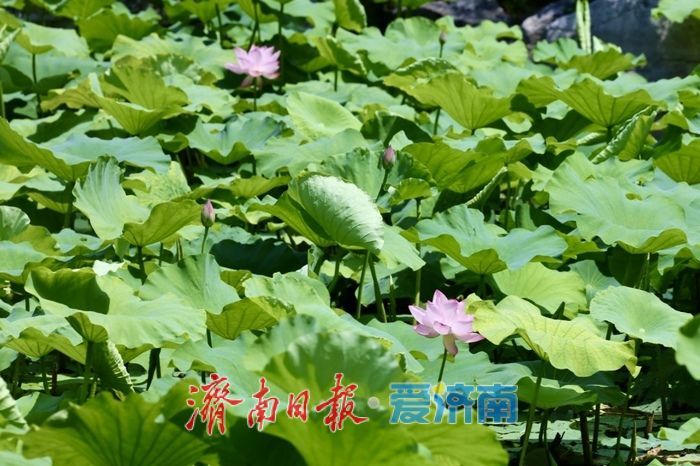 一年四季 泉在济南丨泉城公园荷花初绽 扮靓济南仲夏