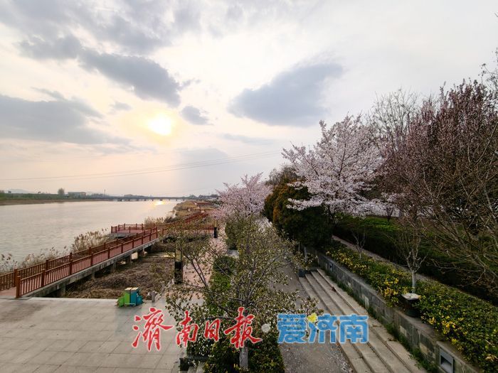 樱花盛放扮靓城市河畔 春日画卷引客来