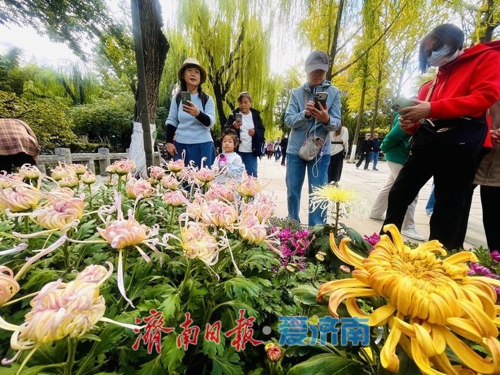一年四季 泉在济南丨趵突泉菊展抢先看，打卡“不做菊外人”