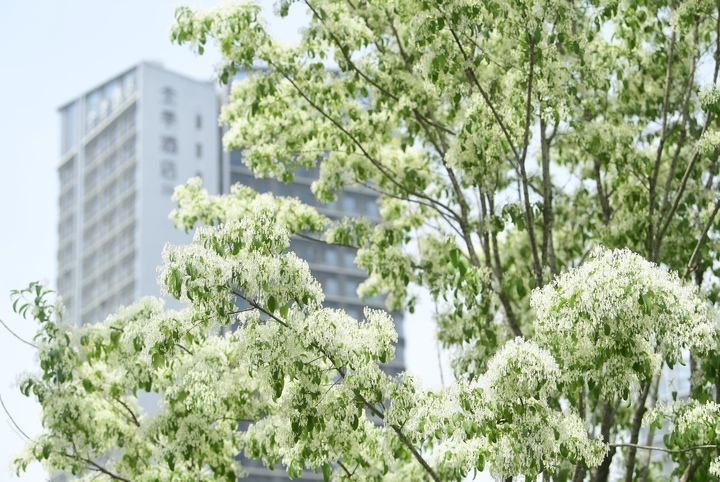 “泉”在济南过五一｜流苏花开白如雪，花香四溢醉人心