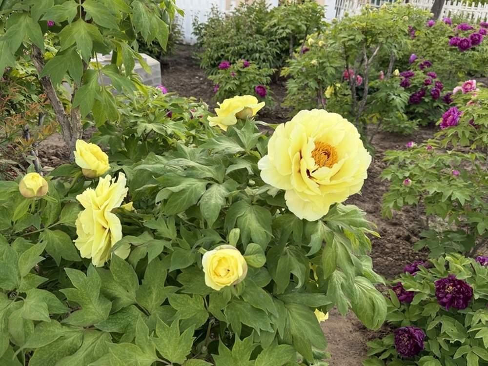 15年讲解不重样 古园“守花人”带你解锁700种牡丹密码