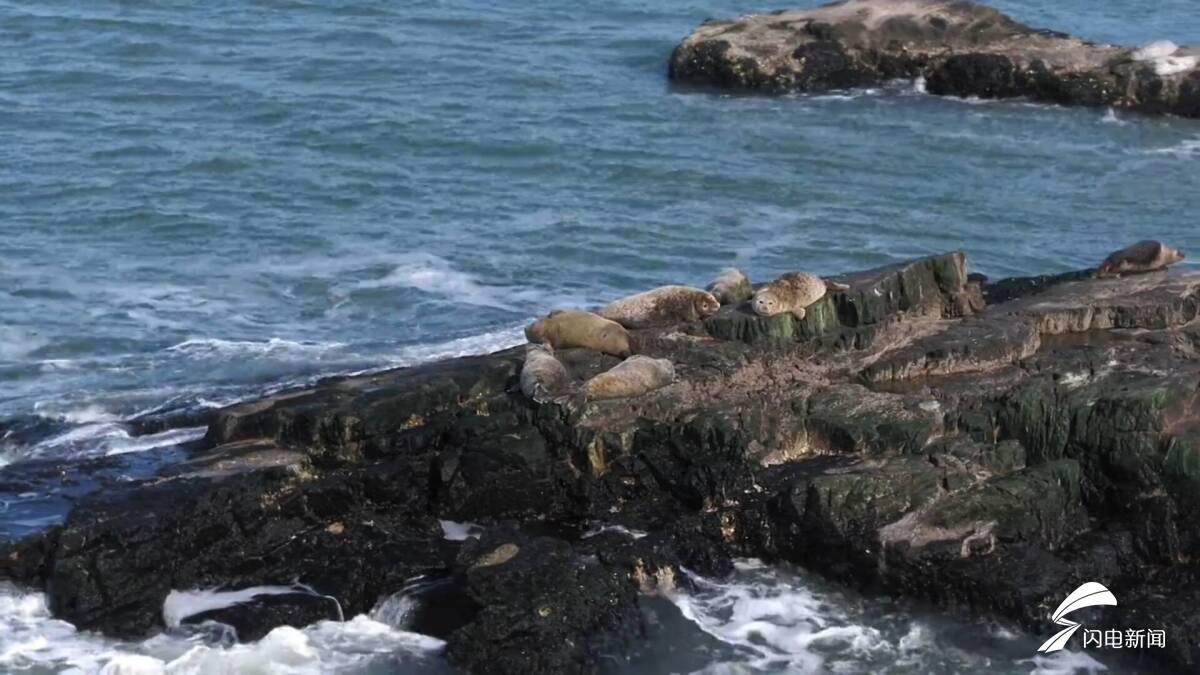 美丽中国行｜大江大海“新”邻居：从“旅居客”到“常住民” 7只斑海豹在长岛“落户”啦