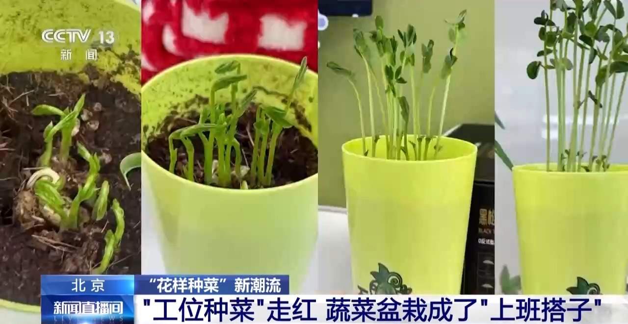 “工位种菜”走红 蔬菜盆栽成了“上班搭子”
