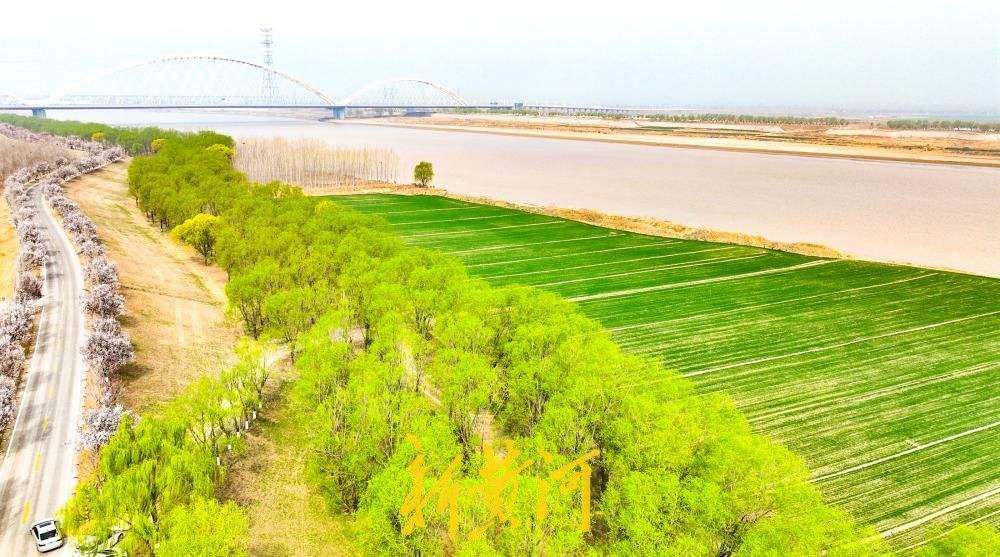黄河岸边“春潮起” 百亩麦田伴翠柳绘就生态画卷