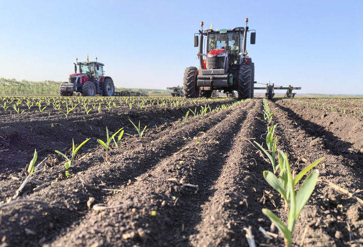 沉甸甸的收获——2025年夏季粮油收获一线观察