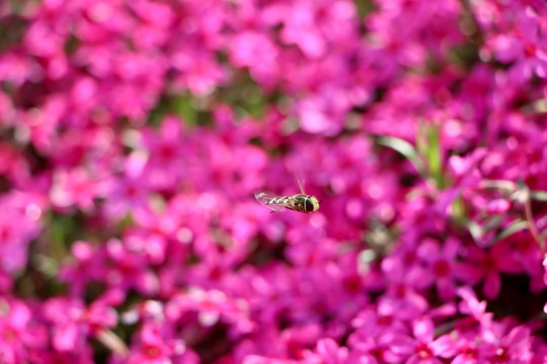 雨后春意浓，芝樱满坡开