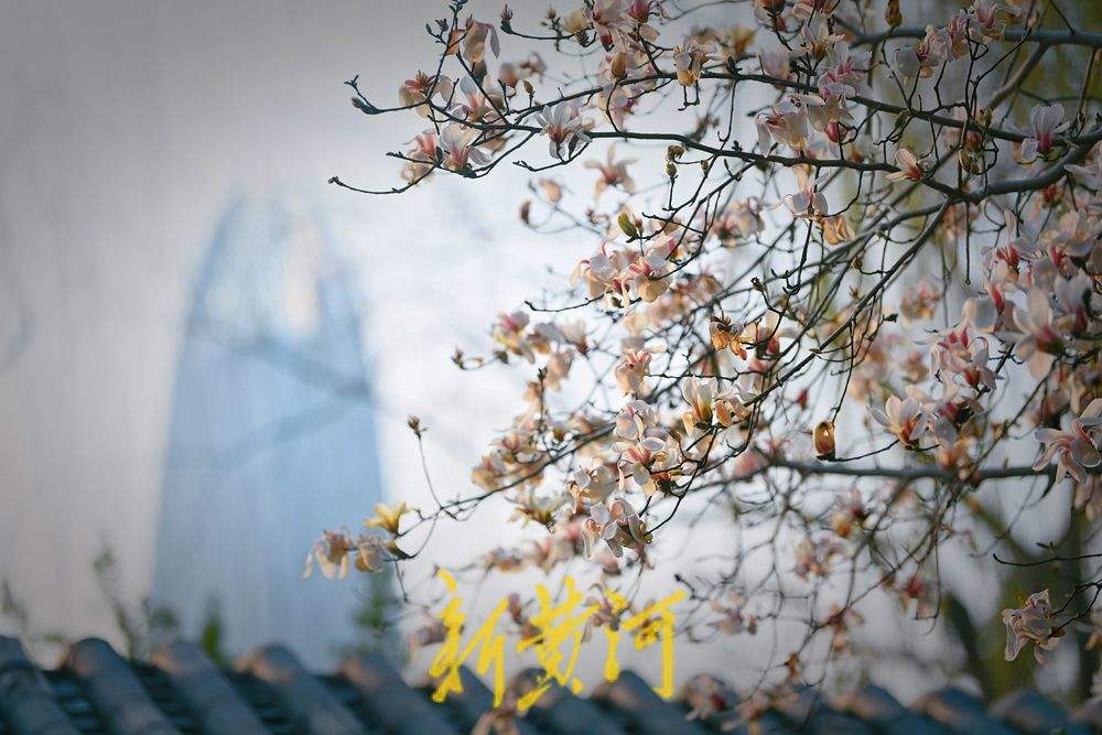 泉城气温持续回暖  趵突泉畔玉兰花开满目春