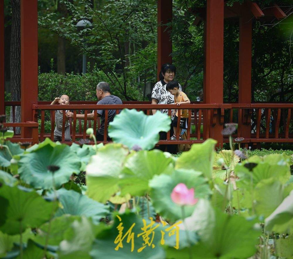 泉城荷花绽放点缀初秋