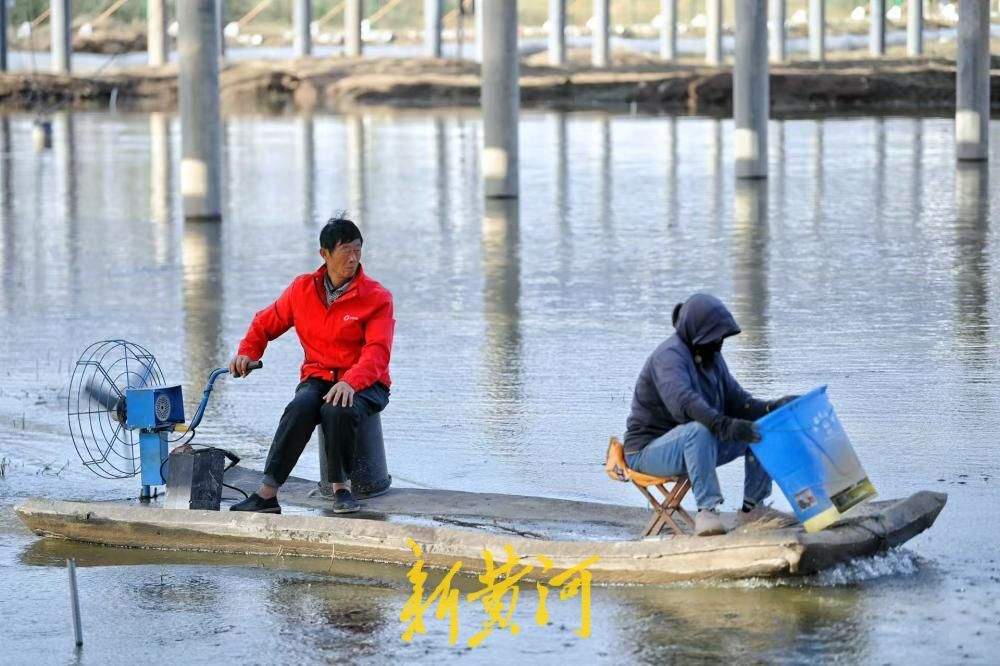 板上发电板下养蟹 济南黄河大闸蟹迎来丰收季