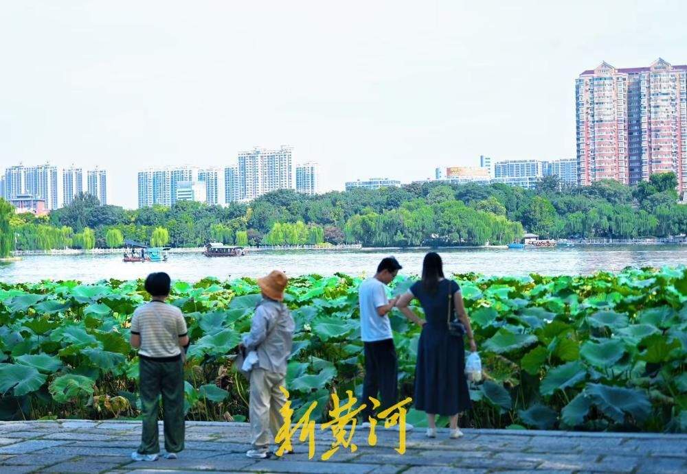 一年四季 泉在济南｜白露时节，大明湖荷叶向阳美如画