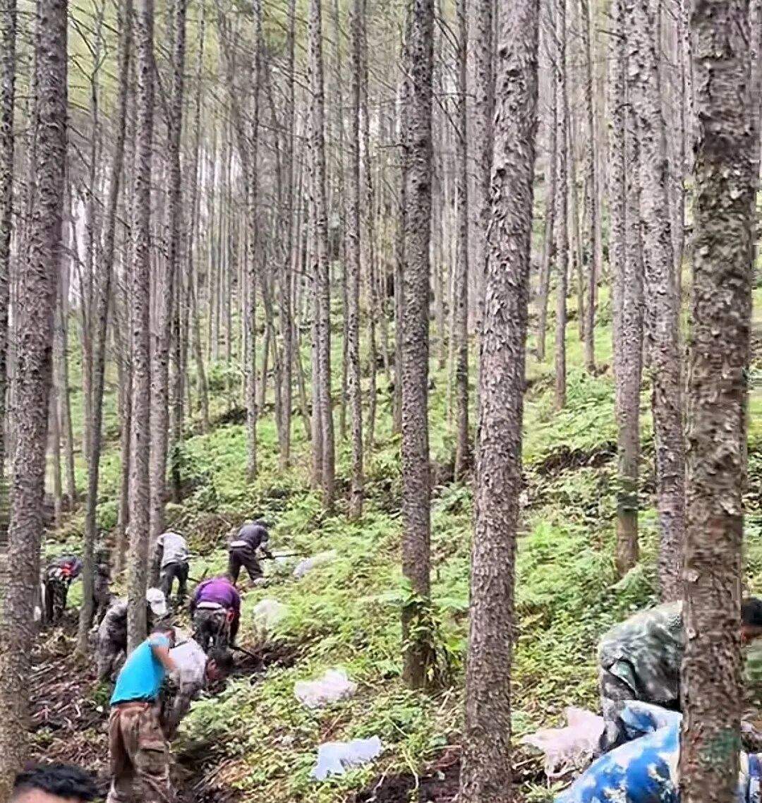 商家拍摄挖掘林下参视频，长白山管委会：办理手续后允许人工种植，有严格管理