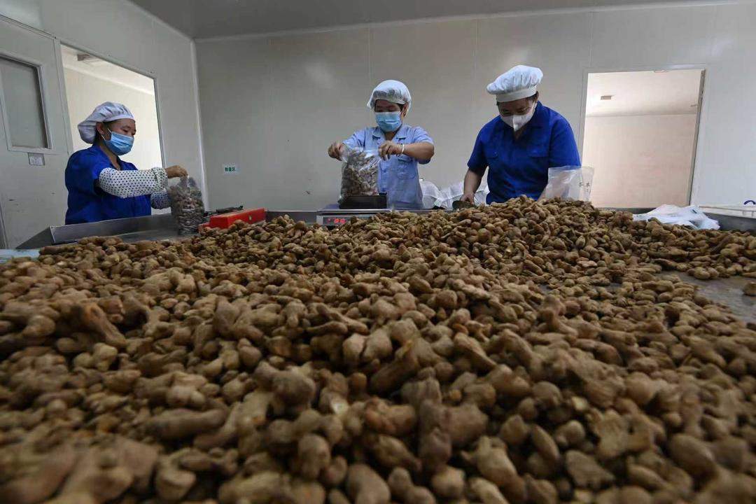 看青州如何下好中医药产业发展“一盘大棋”