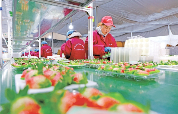 2025“乡村好时节·游购乡村”主题年活动暨“恣在历城、乐享唐王”第三届白菜草莓丰收季启幕