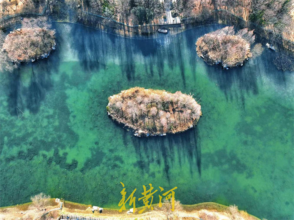 一年四季 泉在济南丨济南森林公园揽翠湖湖面冰封，高大树木映衬冰面错落有致