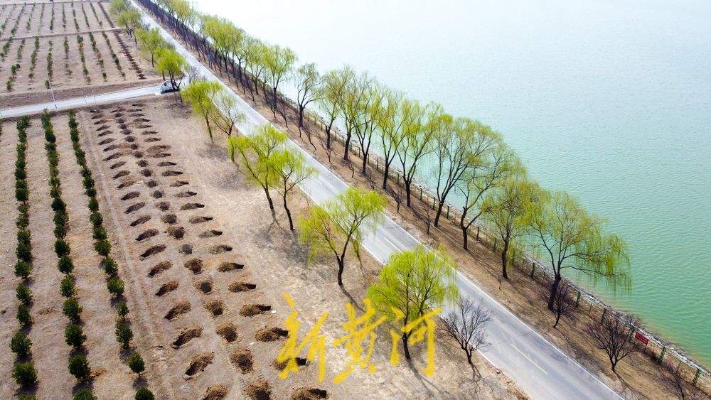 生态廊道春意浓！黄河沉砂池畔一半翠绿一半黄