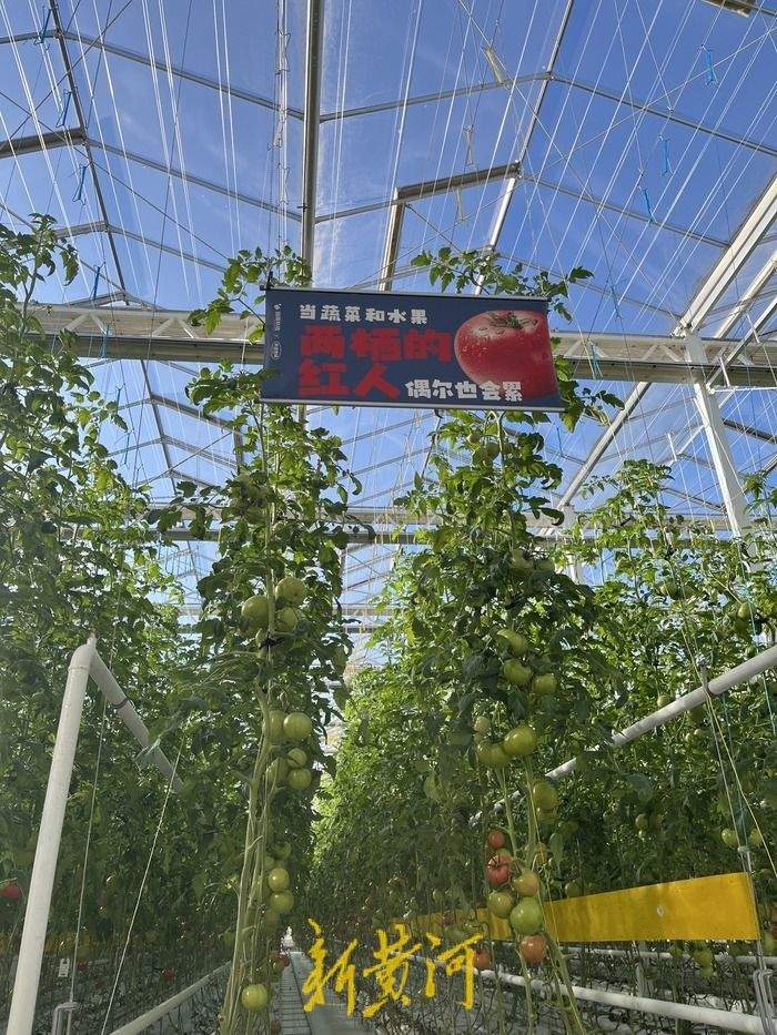 济南这座农场里的西红柿“飞”在18米高空，还是吸碳“小能手”