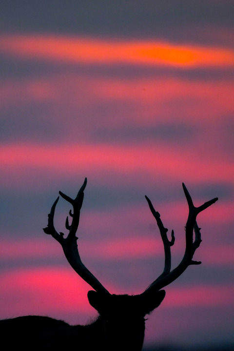 万物“赴”苏竞自由——解码人与自然和谐共生的“江苏样本”