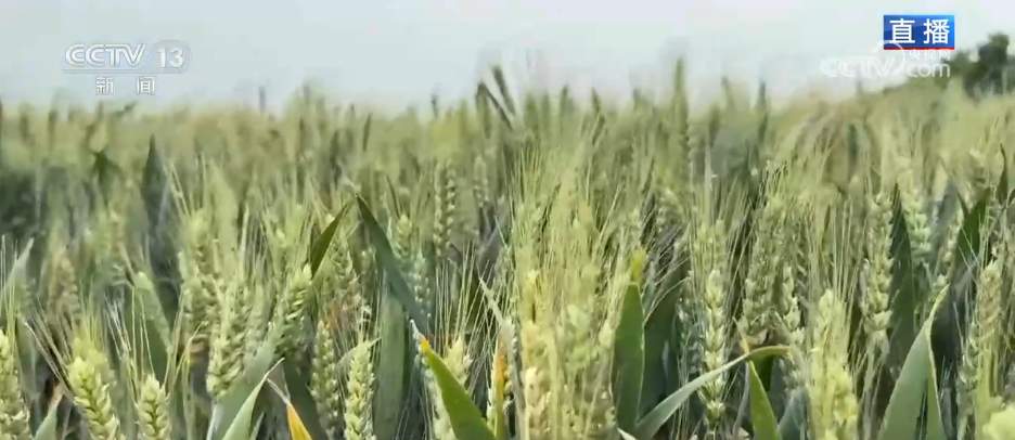 科技“组合拳”追“丰”正当时 多措并举打赢“三夏”关键仗