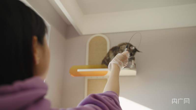 既能撸猫又能赚钱，宠托师说：我太幸福了