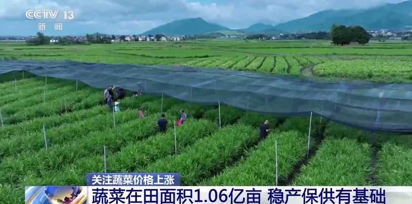 家常菜价格“不家常”，是什么引起了蔬菜价格上涨？