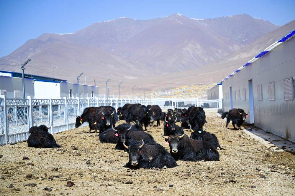 三江源筑牢生态根基推动高质量发展观察