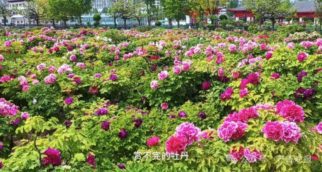 ​郭有才当“官”了