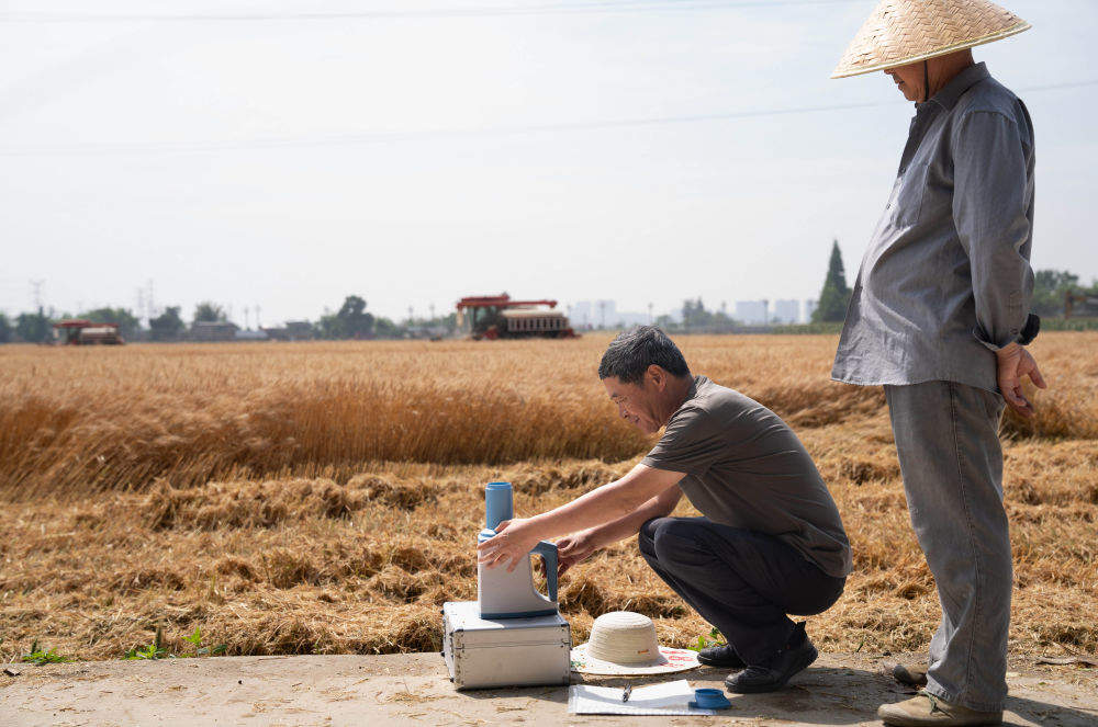 “三夏”大忙正当时 麦浪滚滚穗飘香