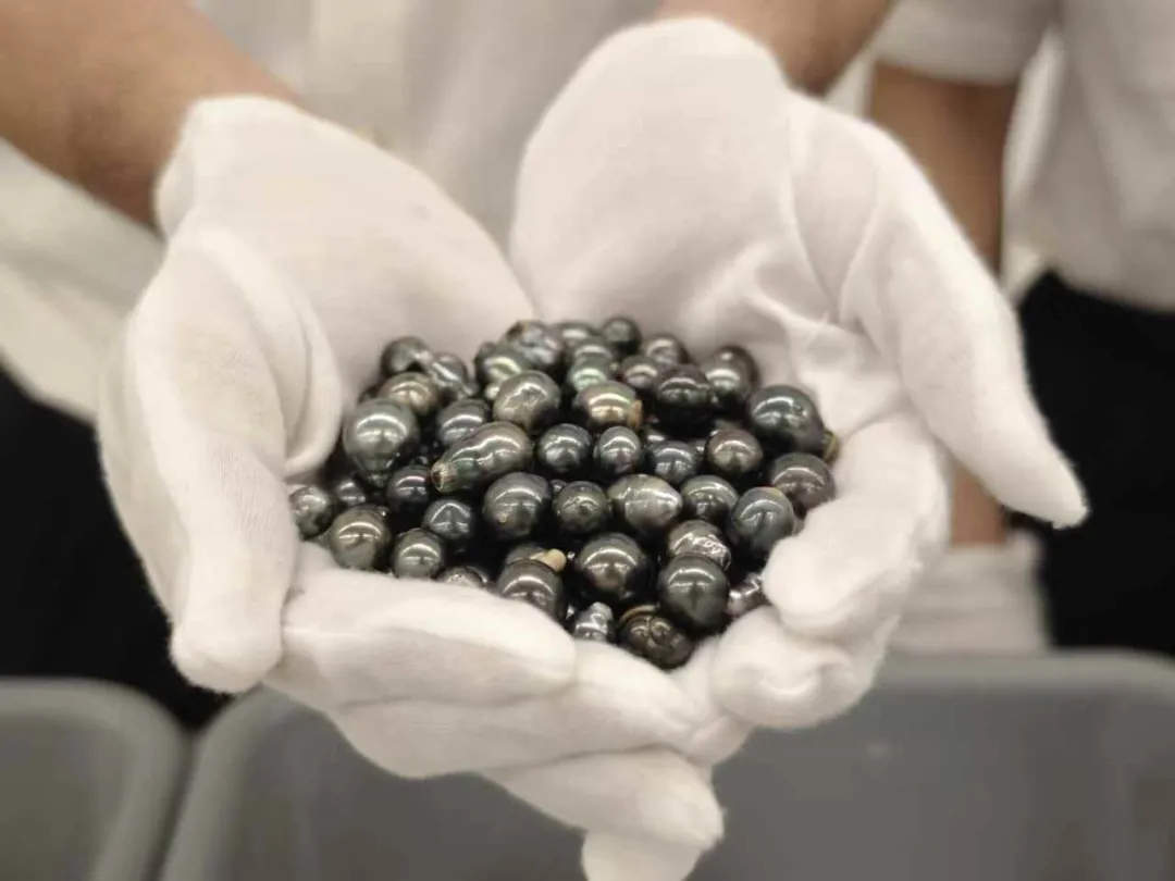 女子进境时神色紧张、举止异常！竟在胸部、裆部藏了626粒黑珍珠