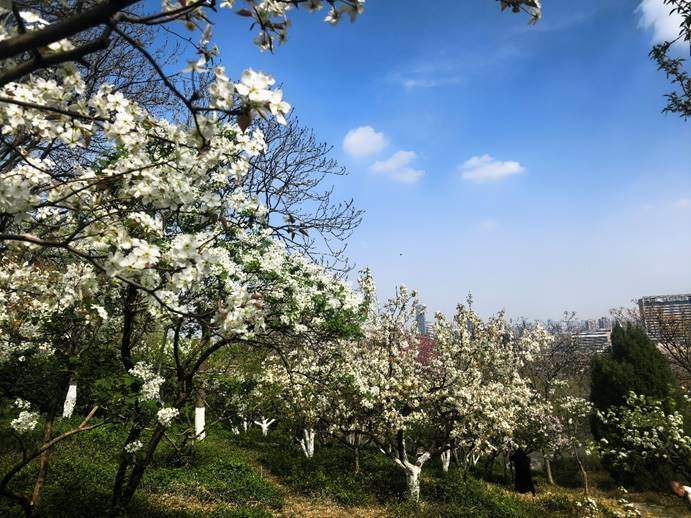 济南千佛山的梨花，开出了一片白色的春天