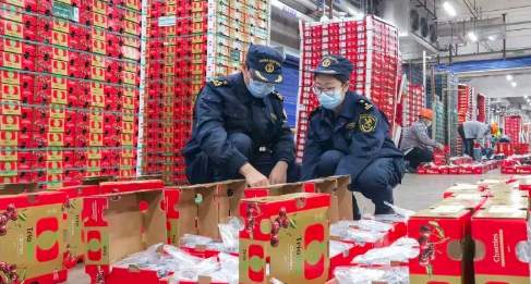 超7800吨智利车厘子,来啦!