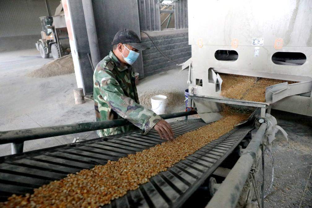 抢收，与连阴雨赛跑！——各地各部门全力以赴保秋收秋种