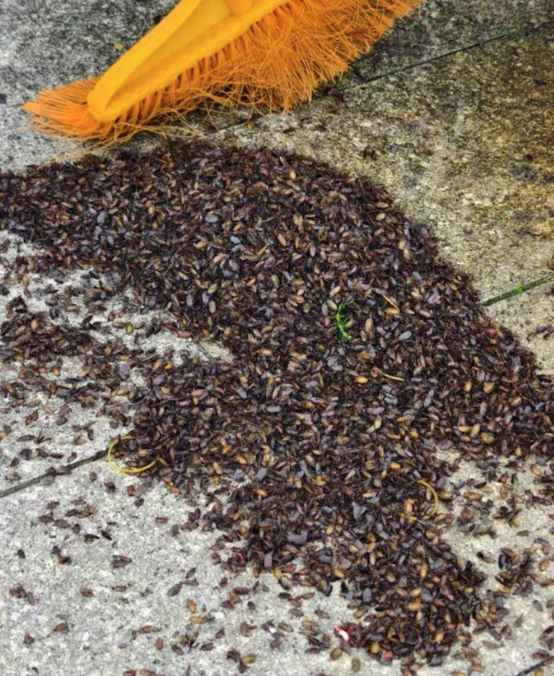 武功山景区“臭屁虫”泛滥，有游客调侃“张嘴能吃饱”