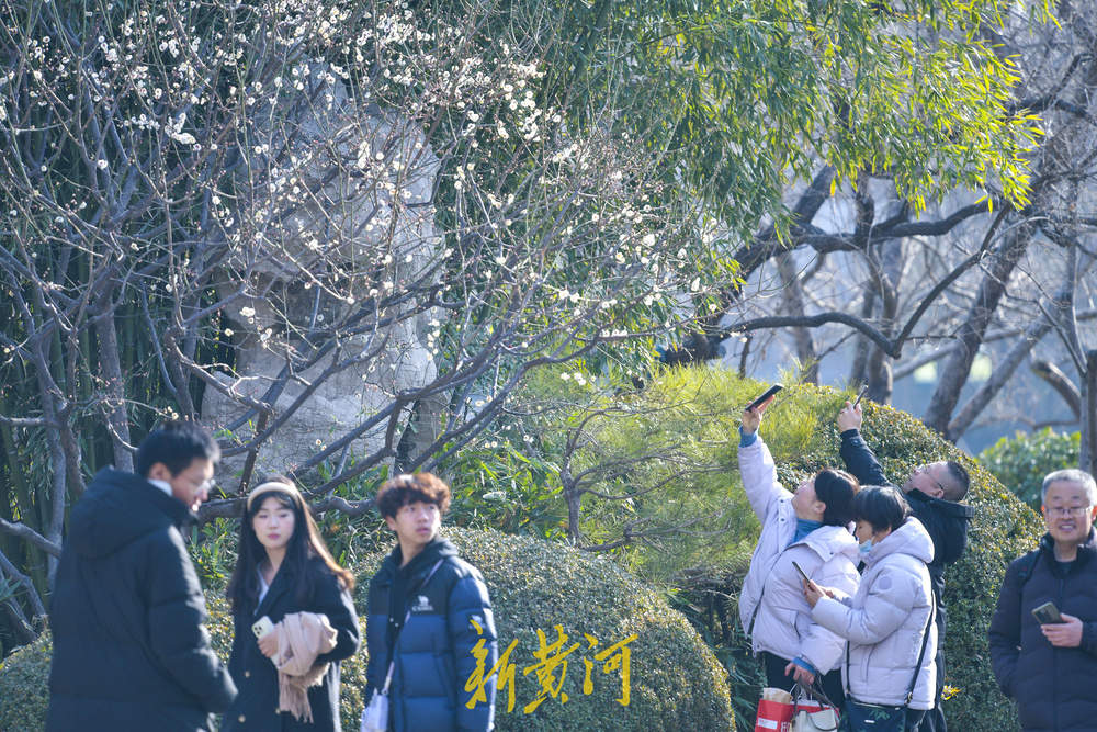 泉畔白梅提前绽放 三九飘香引客来