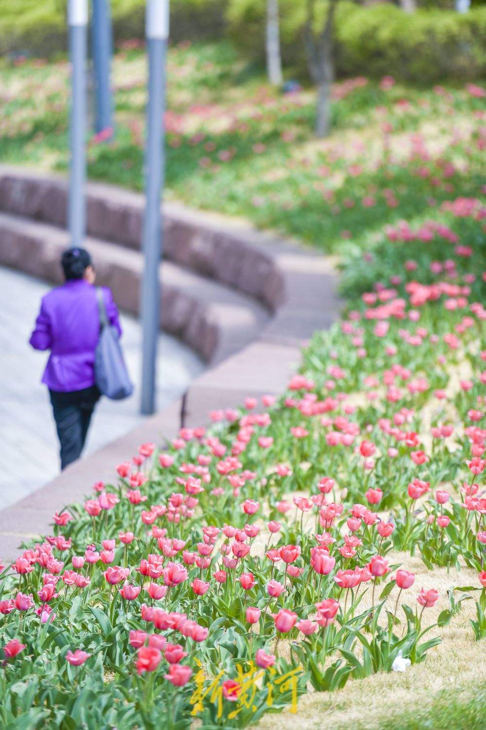 一年四季 泉在济南｜“郁”见明媚春光 人才公园绽放花海
