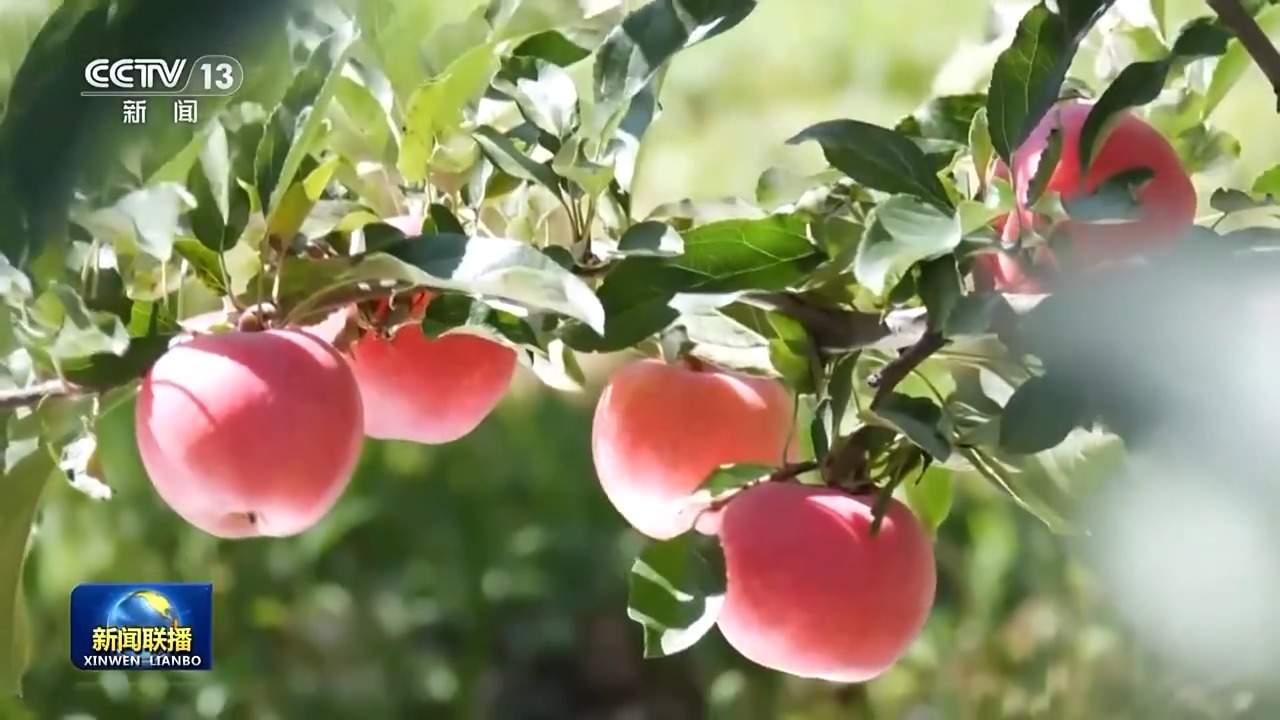 新思想引领新征程丨绘就乡村全面振兴壮美画卷