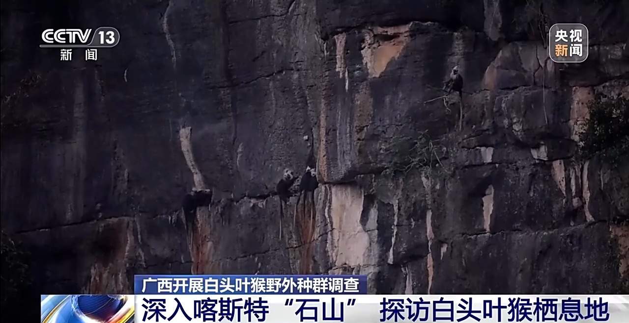 “猴丁兴旺”保护见成效 深入石山探访白头叶猴栖息地