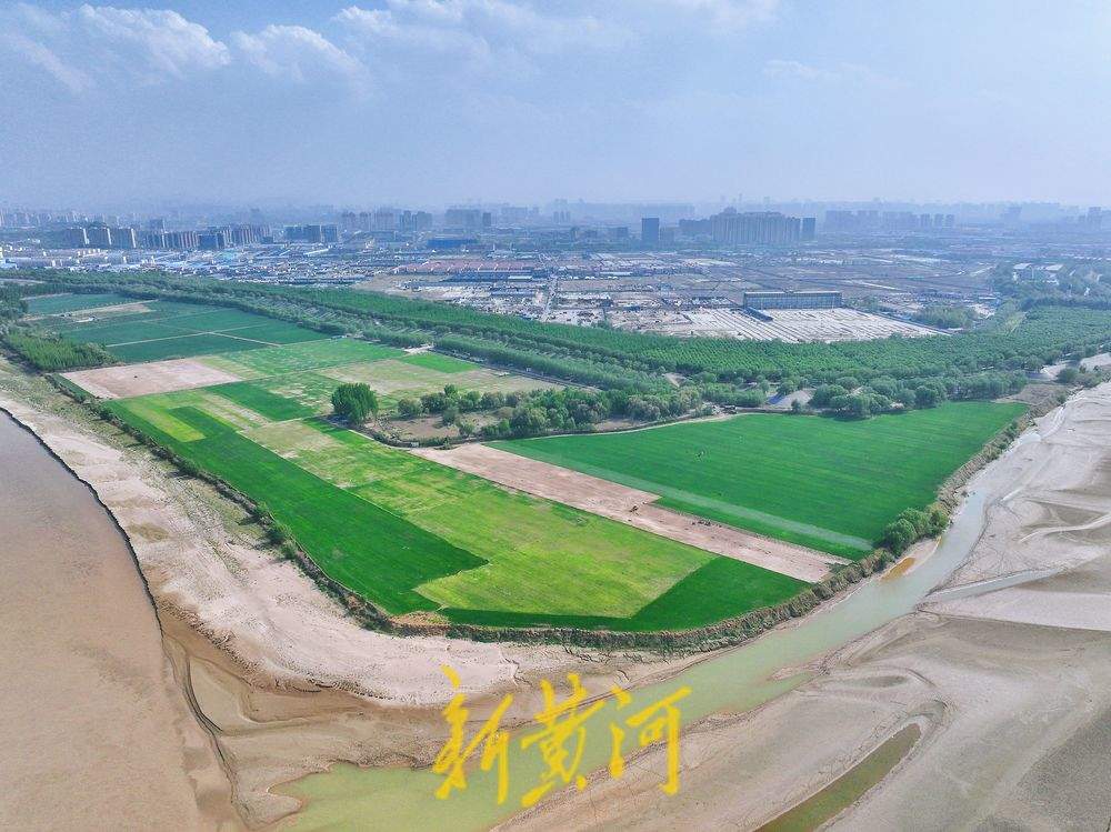 济南黄河畔感受草原风情，一眼望去满目翠绿
