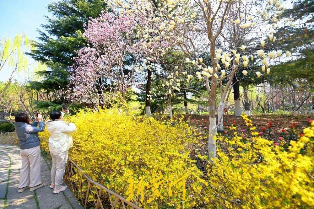 五龙潭公园里 玉兰连翘同框争艳