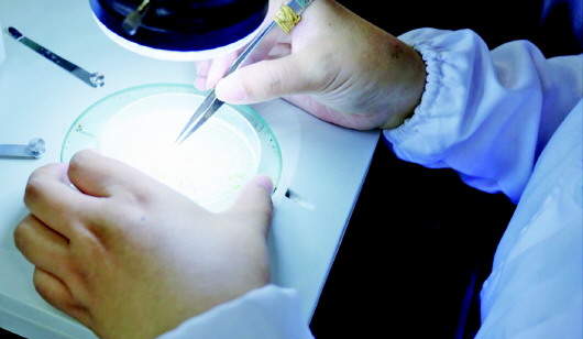 20年磨一剑,山东农业大学解锁“拔毛变猴”之谜