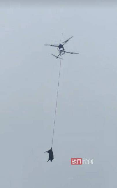 陕西一地用无人机捕杀吊运野猪,林业部门:经过报备,今年计划调控200头