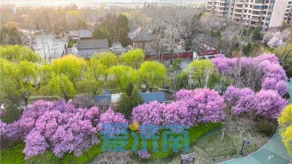 花开“梅”好时节，济南这处社区公园的美藏不住了